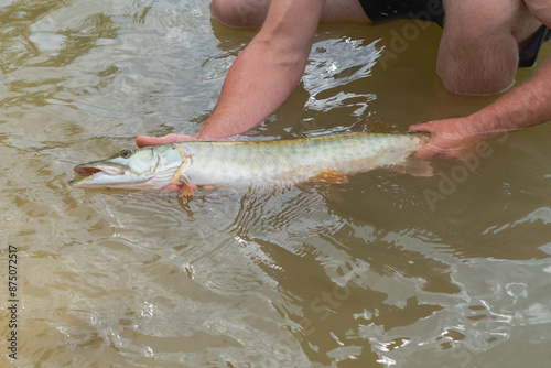 Copy space selective focus background image of a Muskie pike fish caught on shore allegheny state forest kinzua beach PA photo