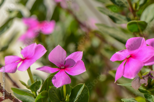 Bunch of pink flowers of Catharanthus roseus in July