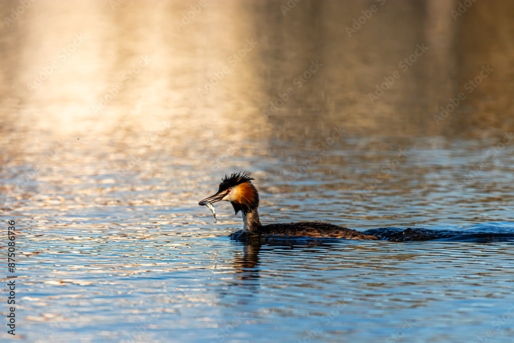 The duck is swimming in lake
The duck is swimming in lake