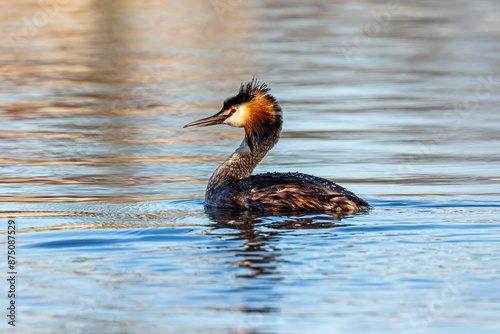 The duck is  swimming in lake
