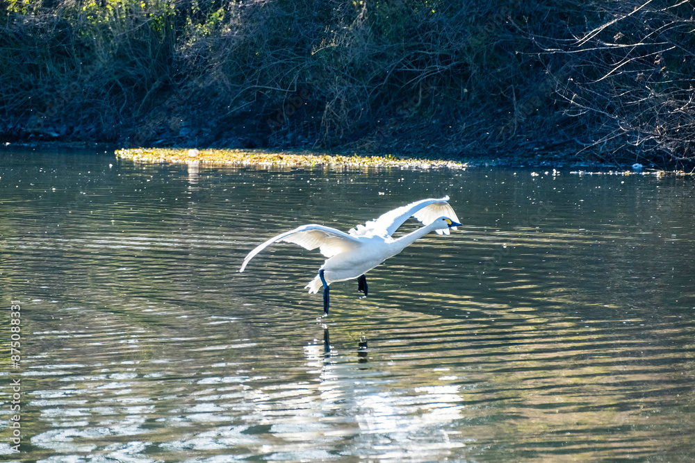 川島町白鳥飛来地 着水する白鳥 埼玉県比企郡川島町 川島町白鳥飛来地 着水する白鳥 埼玉県比企郡川島町