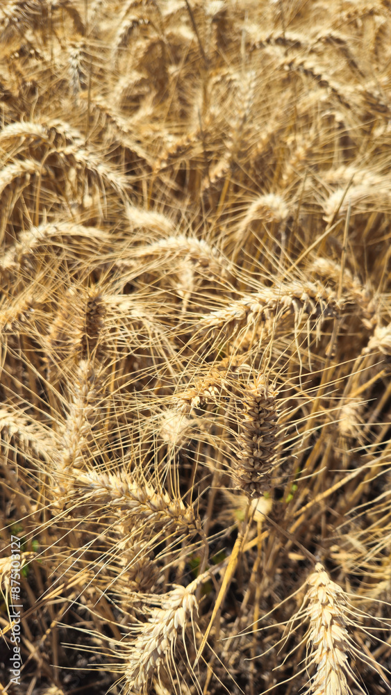 Golden Cereal field with ears of rye, Close-up natural background, Agriculture farm and farming concept Golden Cereal field with ears of rye, Close-up natural background, Agriculture farm and farming concept