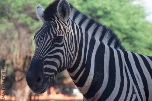 A wild African animal. Close-up of a mountain zebra on the grassland