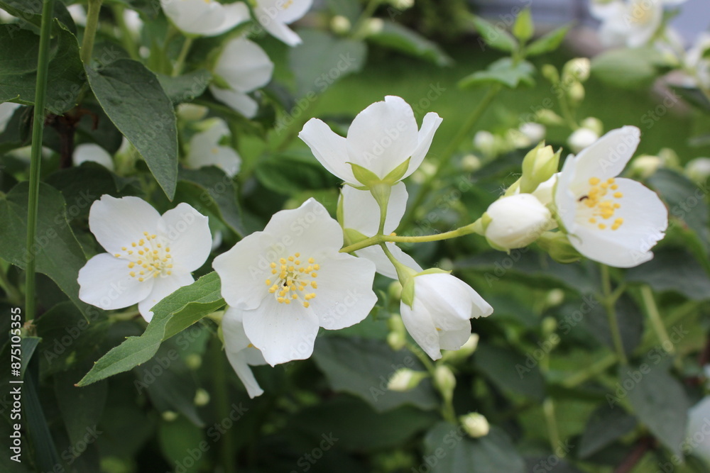 Fototapeta premium Tropical Botanical Jasmine Branch. Delicate White Blossom. Closeup Exotic Beauty. 