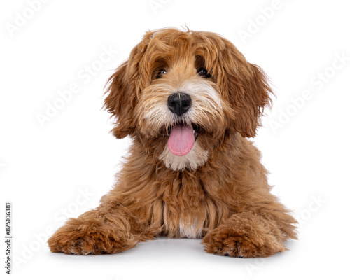 Happy labradoodle dog puppy laying down facing front. Looking straight to camera with tongue out. Isolated on a white background. © Nynke