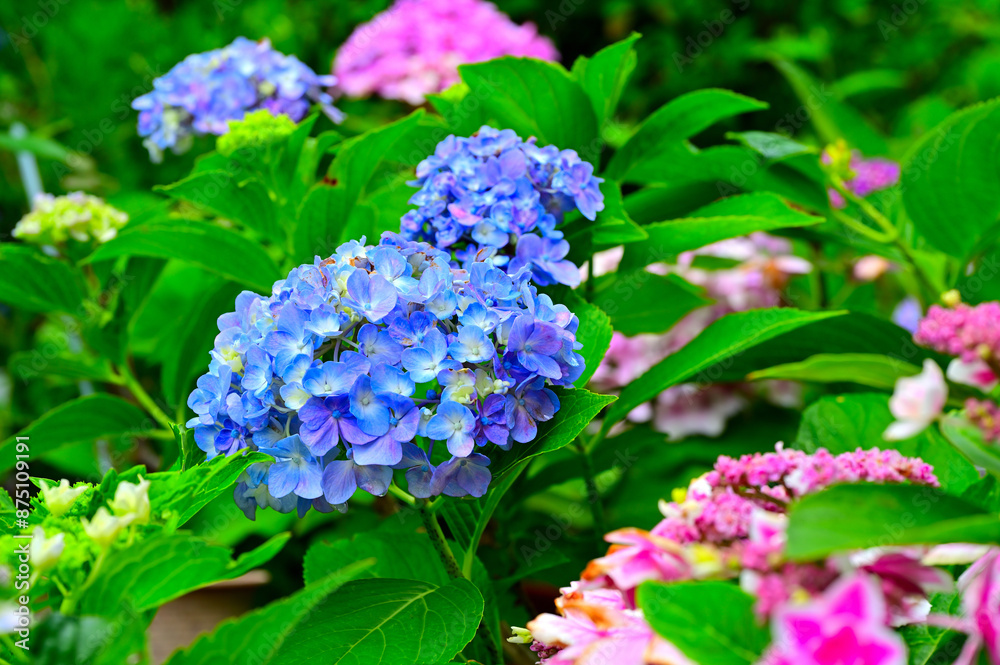 紫陽花 紫陽花
