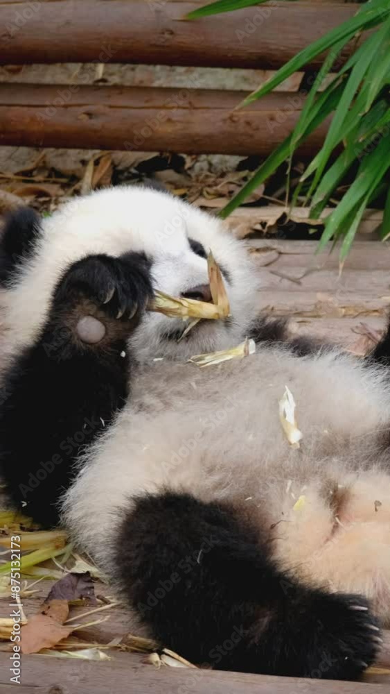 Chinese tourist attraction - cute giant panda bear cub eating bamboo. Chengdu, Sichuan, China Chinese tourist attraction - cute giant panda bear cub eating bamboo. Chengdu, Sichuan, China