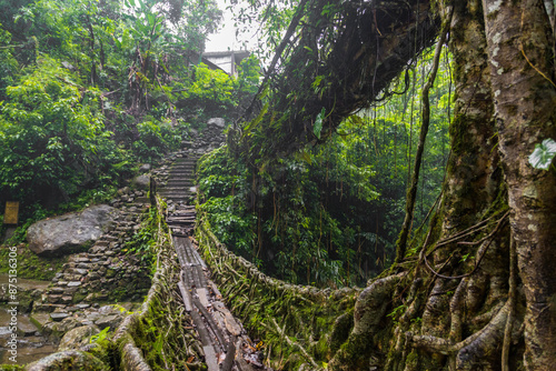 Double decker living root bridge  in nongriat village in cherrapunjee meghalaya India. This bridge is formed by training tree roots over years to knit together.