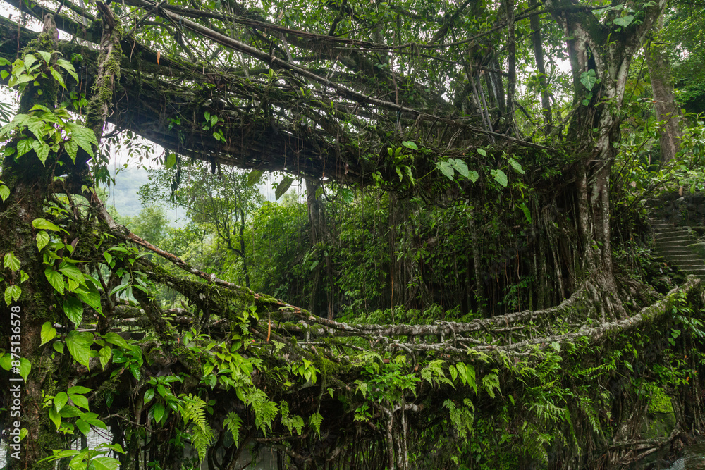 Obraz premium Double decker living root bridge in nongriat village in cherrapunjee meghalaya India. This bridge is formed by training tree roots over years to knit together.