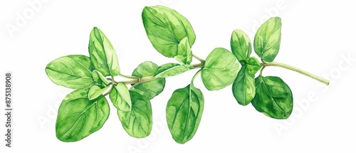 A charming watercolor scene of an oregano leaf