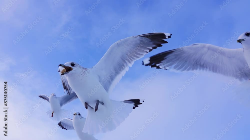 Soaring Seagull against the sky, slow motion