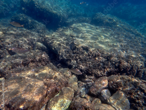Obraz na płótnie Fondale marino Isola Bella Taormina 429 w salonie