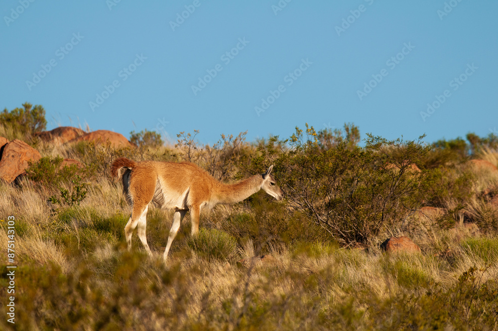 Guanacos in Lihue Calel National Park, La Pampa, Patagonia, Argentina. Guanacos in Lihue Calel National Park, La Pampa, Patagonia, Argentina.