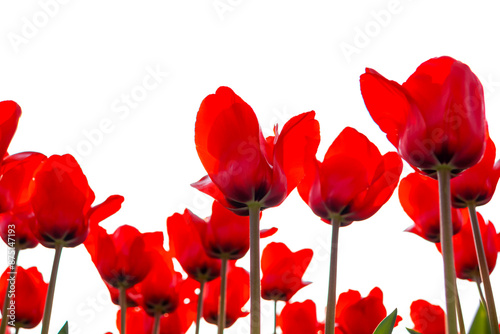 The feast of spring, the Tulip Festival. photo