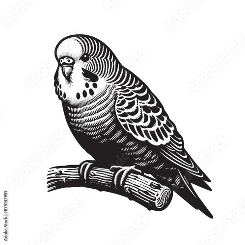 Budgerigar. Vintage black engraving vector illustration. Line art, isolated object, cut out