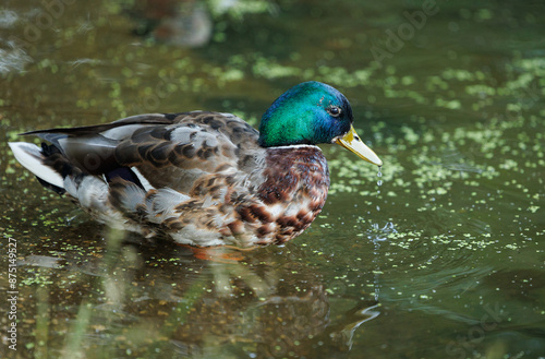 A mallard duck, with a splash of green and blue on its head, dips its beak into a tranquil pond, surrounded by soft greenery.