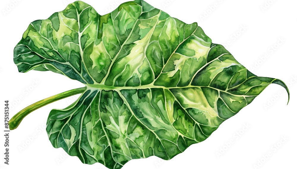 Obraz premium Isolated green leaf on white background, close-up with detailed veins and texture