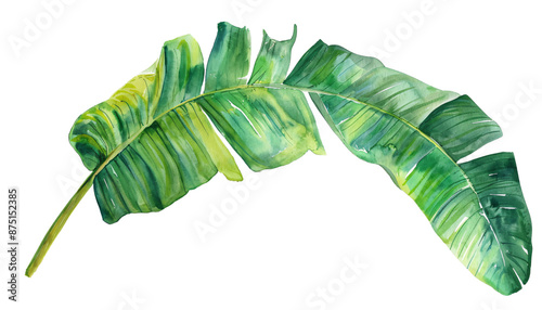 Isolated Banana leaf on white background, close-up with detailed veins and texture photo