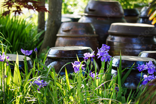 Fotografie A crock pot with purple iris flowers in full bloom.