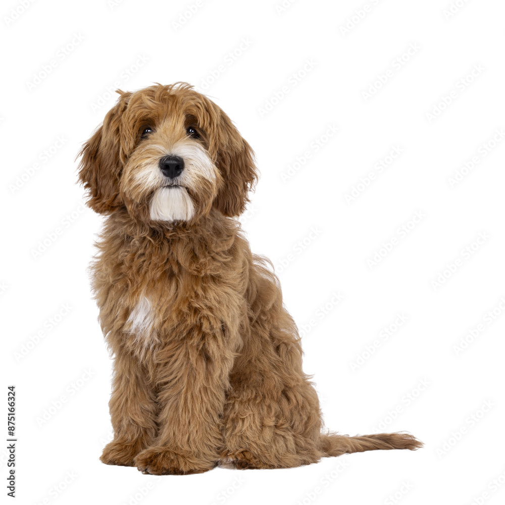Happy labradoodle dog puppy sitting up diagonal. Looking straight to camera with closed mouth. Isolated cutout on a transparent background. Happy labradoodle dog puppy sitting up diagonal. Looking straight to camera with closed mouth. Isolated cutout on a transparent background.