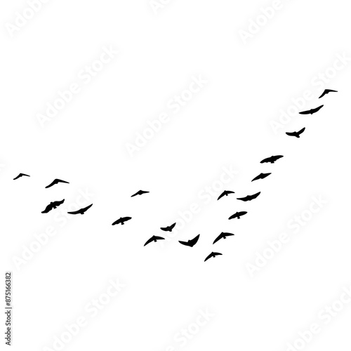 Birds are flying by