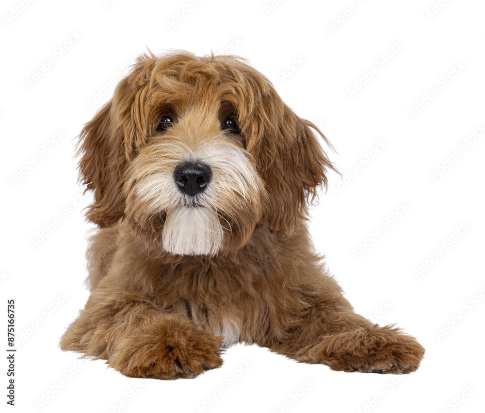 Happy labradoodle dog puppy laying down facing front. Looking straight to camera with closed mouth. Isolated cutout on a transparent background. Happy labradoodle dog puppy laying down facing front. Looking straight to camera with closed mouth. Isolated cutout on a transparent background.