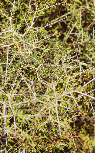 thorny plant of Cyprus.. photo