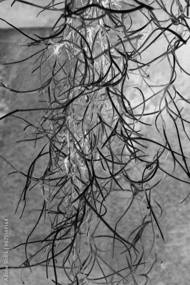 spanish moss in black and white film negative spanish moss in black and white film negative