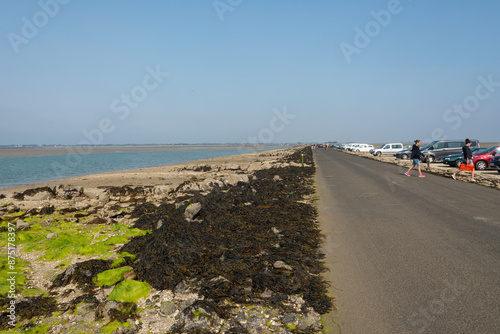 Algue verte, Ulva armoricana, Passage du Gois, baie de Bourgneuf, île de Noirmoutier, Vendée, 85, France photo