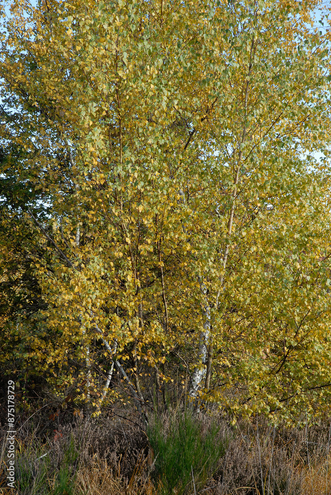 Fototapeta premium Betula alba, Bouleau
