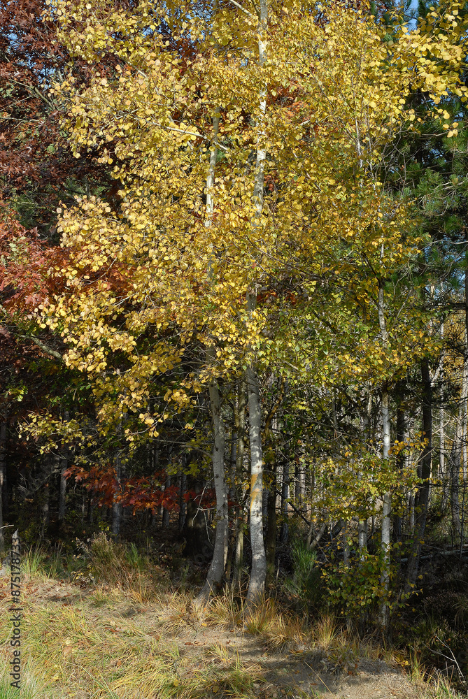 Fototapeta premium Betula alba, Bouleau