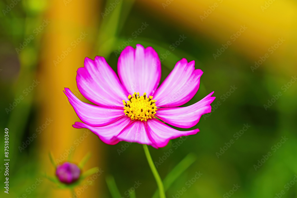 Cosmos is beautiful in various colors and patterns.
Cosmos is beautiful in various colors and patterns.