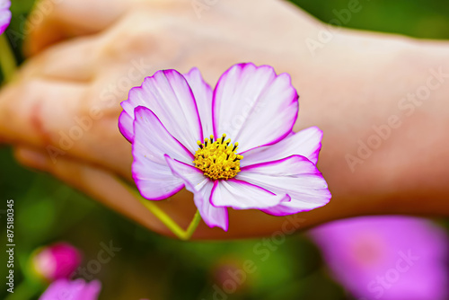 Cosmos is beautiful in various colors and patterns.

