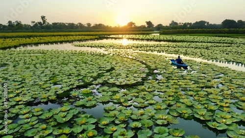 aerial top view of man paddling kayaking in the green leave lotus lake at rayong botanical garden in thailand