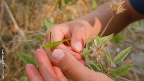 A grasshopper in the hands of a child, close-up against a background of dry grass, the interaction between people and nature. 