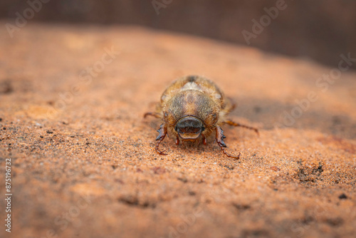European Chaffer,  Amphimallon majale