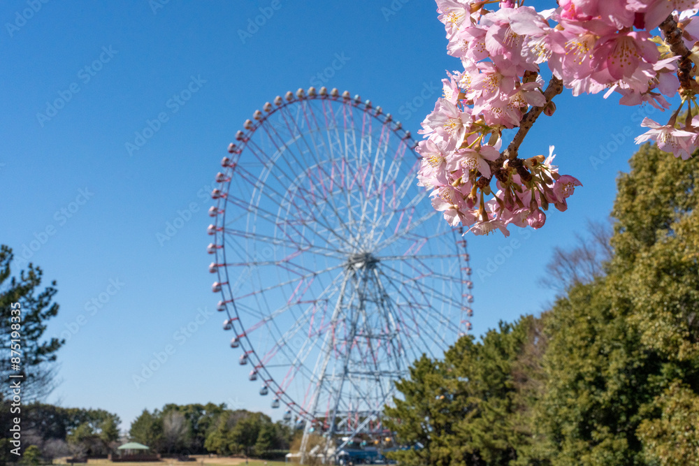 Fototapeta premium cherry blossoms and a Ferris wheel