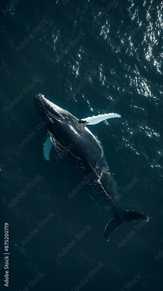 Fototapeta premium Humpback whale