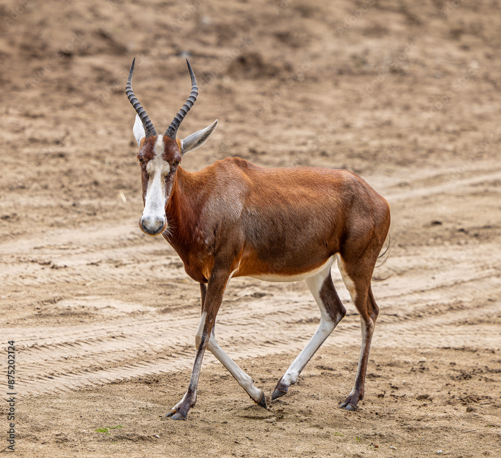 Closeup of a Blesbok antelope walking on a dry sandy land on a sunny day against blur background Closeup of a Blesbok antelope walking on a dry sandy land on a sunny day against blur background