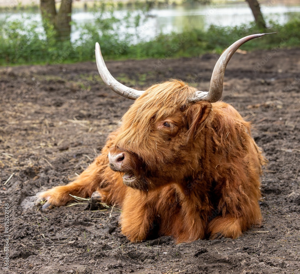 Closeup of a Highland cow with long horns laying on muddy ground with a lake in the blur background Closeup of a Highland cow with long horns laying on muddy ground with a lake in the blur background