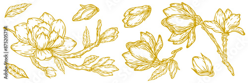 Magnolia, set of flowers and leaves, vector illustration, hand drawn in gold color. Vector magnolia for background, texture, wrapper pattern, frame or border