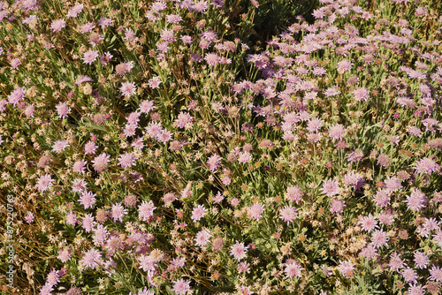 
Pterocephalus lasiospermus is an endemism of the peaks of Tenerife favored by climate change. In just over 50 years it has gone from being a rare species to being very abundant. photo