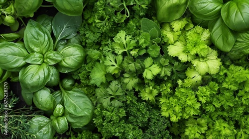 A clear photo of an assortment of fresh herbs like parsley, cilantro, and basil