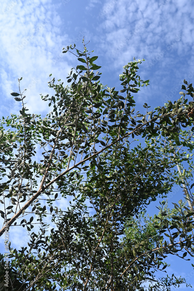 nail henna tree (Lawsonia inermis) nail henna tree (Lawsonia inermis)