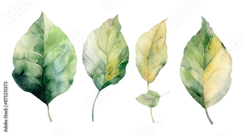 Watercolor leaves isolated on a transparent background