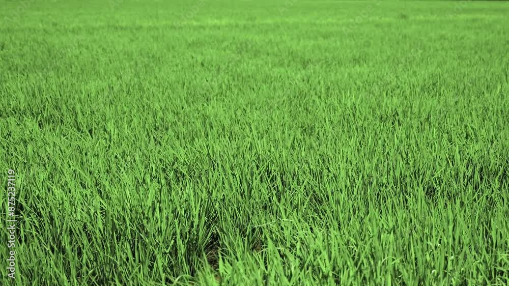 green rice field blowing in the gentle breeze green rice field blowing in the gentle breeze