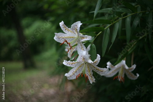 やまゆり（山百合）