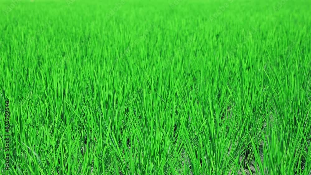 green rice field blowing in the gentle breeze green rice field blowing in the gentle breeze