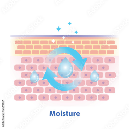 The mechanism of skin moisture illustration on white background. Cross section of skin barrier layer that moisture comes from lipids, ceramides and amino acids that give skin to prevent water loss.
