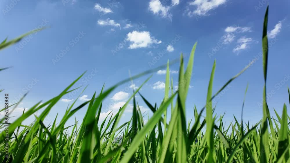 paddy field in country paddy field in country